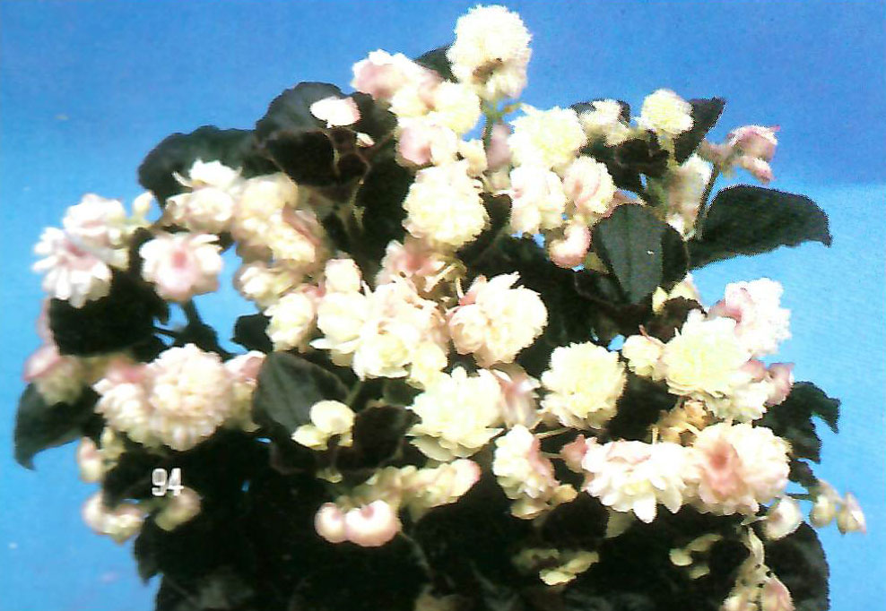 B. ‘Ballet’